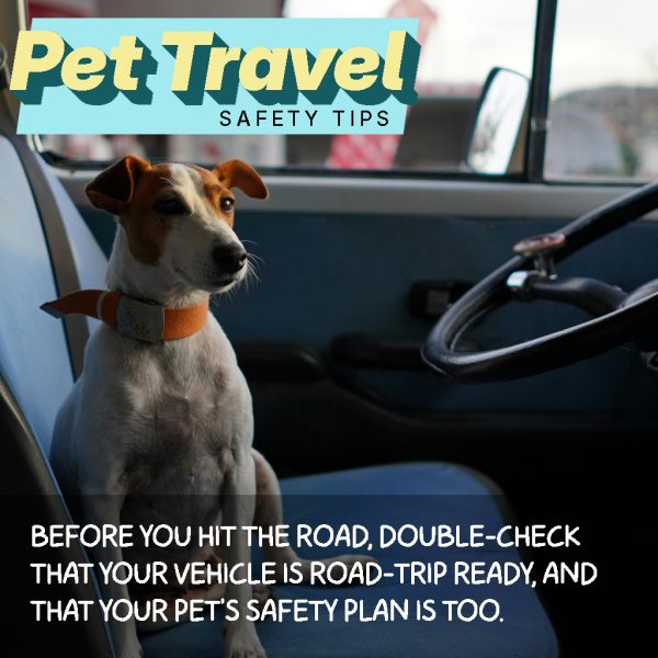 Summer Pet Travel Safety Tips