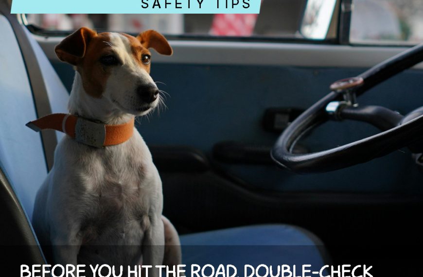 Summer Pet Travel Safety Tips
